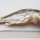 보리랑밥이랑 이미지