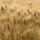 보리목장 이미지