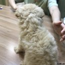 아이러브펫동물병원(신도림점) 이미지