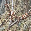 봉오리농장 이미지