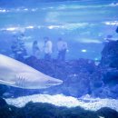 아쿠아플라넷 제주 이미지