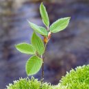 나무부동산중개 이미지