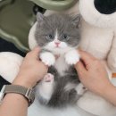 미유펫강아지분양고양이분양 | 부산고양이가정분양, 미유펫 솔직 분양 후기
