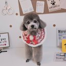 알콩달콩 애견미용실 이미지