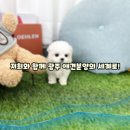 (주)산화태백공장 | 사랑하는 아가와 건강하게 태백 애견분양