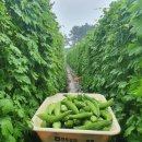 야곱농장 이미지