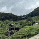 다기 | 하동 가볼만한곳 추천 “도심다원” 푸른 녹차밭과 다기체험 후기