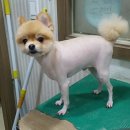 피닉스동물병원 이미지