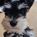 퍼피로비 이미지