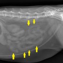 위례중앙동물의료센터 이미지