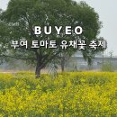 토마토어린이집 | 부여 유채꽃 축제 실시간 개화 세도 방울토마토 가격 먹거리 놀거리 후기