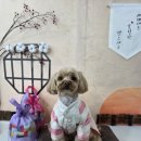 월드애견미용실 이미지