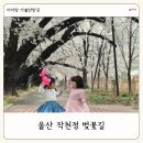 용천2리 다목적광장화장실 | 울산 아이랑 가볼만한 곳 울주 작천정 벚꽃 축제 명소 주차