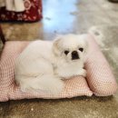 멍그니엘 애견호텔 서울강동점 이미지