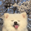 개소리펫샵 | 동물자유연대 유기견 임시보호 후기(두달차)