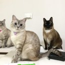 냥이사랑 이미지