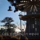 해돋이나무
