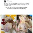 이동물병원
