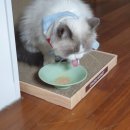 주앤동물병원 이미지