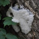 충북알프스자연휴양림 이미지