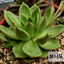 보니또 Daum카페