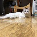 팔달초등 이미지