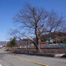 느티나무 이미지