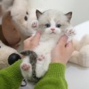 광주강아지분양 고양이분양 미유펫 본점 이미지