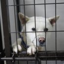 시흥시동물누리보호센터 동물병원 이미지