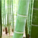 맹종죽순체험길 이미지