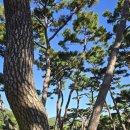 오돌개마을 | 엘도라도의 산행기, 봉수산 산행(충남아산), 가을 단풍보다 더 예쁠 수 있을까? 아산의 환상 숲길...