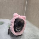 강남애견 이미지