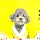 리치펫하우스 이미지