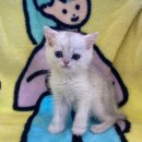 도그마루 강아지고양이 의정부노원점 이미지