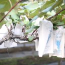 영동 해피 팜 이미지