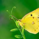 노랑나비 이미지