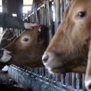 보은농장2 이미지