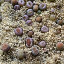 라티아라 이미지