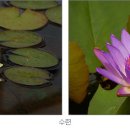 연꽃반점 - 상주시 비재로 1302 | 연꽃반점