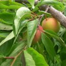 화장농장 이미지