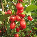 고향농장 이미지