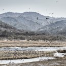 철원 두루미 출사 ( 2026.01.28 ) 철원 두루미 관찰소 이미지