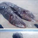 Mexican fishermen find conjoined gray whale calves 이미지