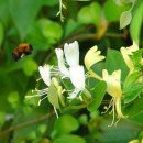 6월 21일의 꽃은 '인동덩굴 (Golden-and-silver honeysuckle)' 이미지