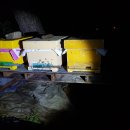 비해피양봉협동조합 이미지