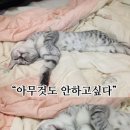 오토바이센타