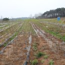 꿈꾸는동산 이미지