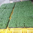 홍성현대주유소 이미지