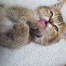 우리집 첫째 이미지