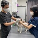 동물병원 공감 | 강동구 천호동 동물병원 동물병원 공감 위치 오는길 후기